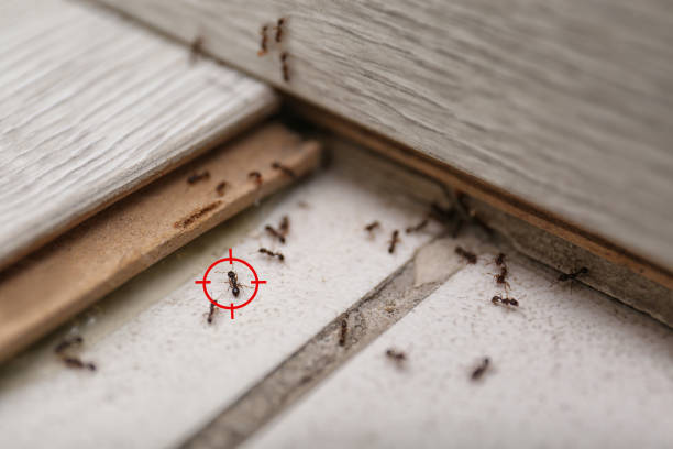 Best Best Pest Control Companies  in Marion, WI